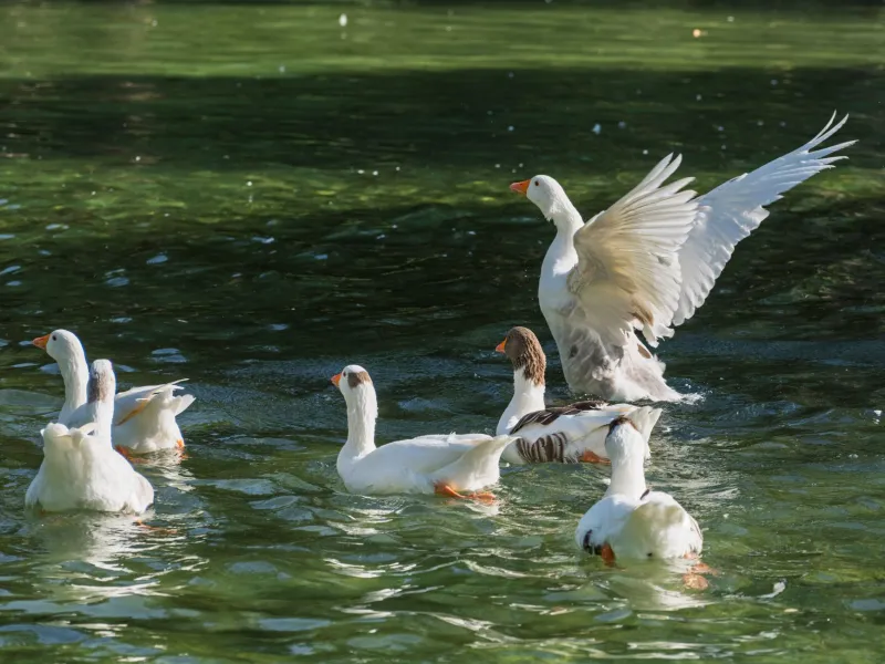 Foie gras : entre héritage sacré et conscience moderne, le Sud-Ouest cherche sa voie