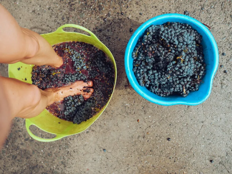 Pinot noir jurassien : ces vignerons qui n'ont aucune envie de singer la Bourgogne